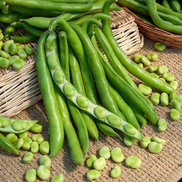 Légumes Secs - Fève de Séville à Longue Cosse - 20 m - face recto